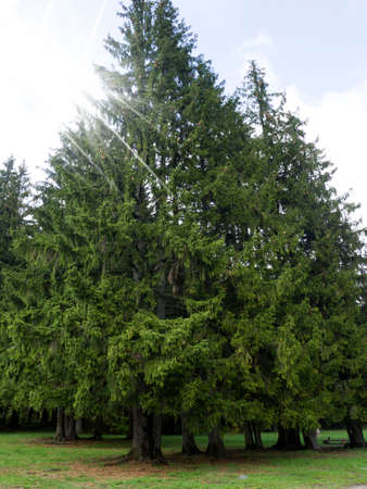 fir treesの写真素材