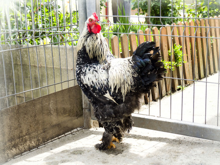 roosterの写真素材