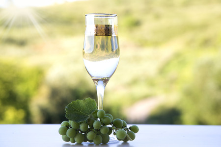 White grapes and one glass of white wine in the vineyardの写真素材