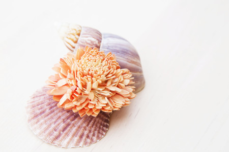 sea shellsの写真素材