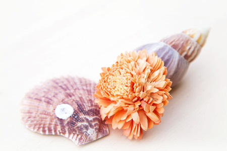 sea shellsの写真素材