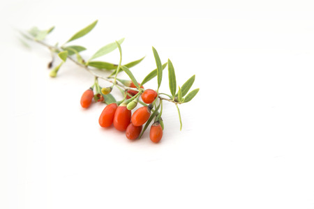 branch with goji berriesの写真素材