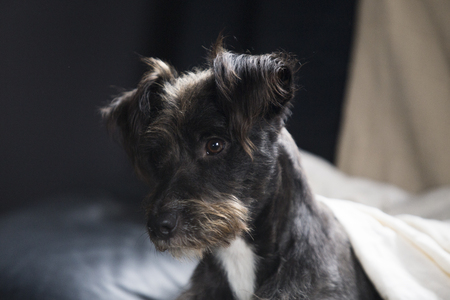 black dog portraitの写真素材