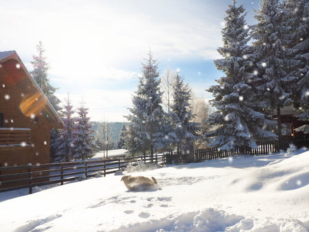 winter wonderland dogの写真素材