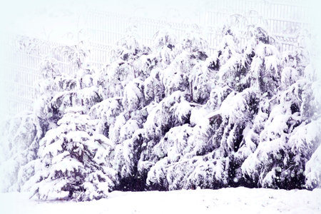 winter trees