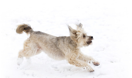 winter dogの写真素材