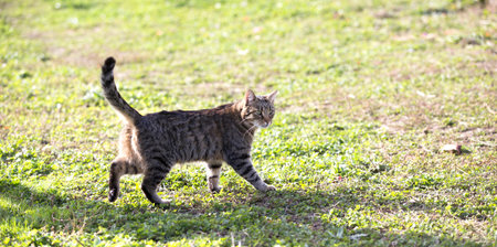 grey tabby catの写真素材