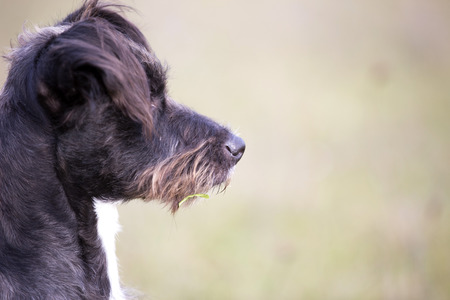 happy adopted black dogの写真素材