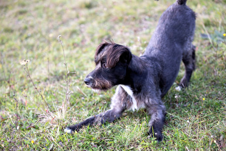 happy adopted black dog