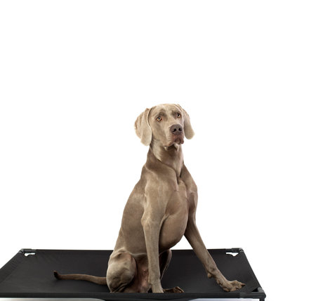 Weimaraner dog on elted dog bedの写真素材