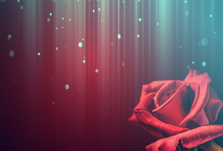 Romantic red rose valentines backgroundの写真素材