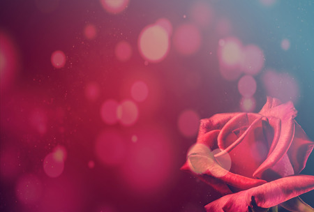 Romantic red rose valentines backgroundの写真素材