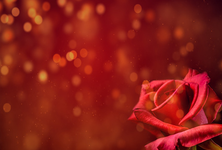Romantic red rose valentines backgroundの写真素材