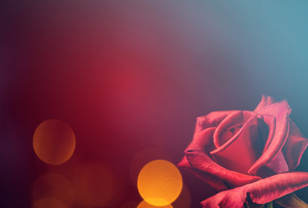 Romantic red rose valentines backgroundの写真素材