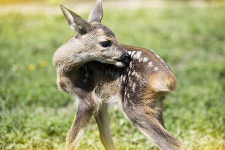Baby fawn, wildlife rescue conceptの写真素材