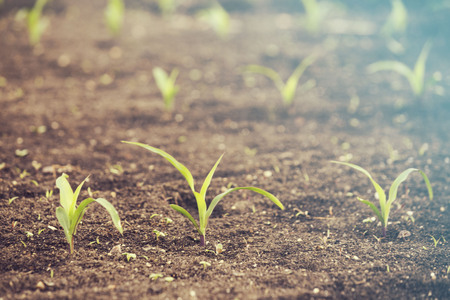 Corn fieldの写真素材