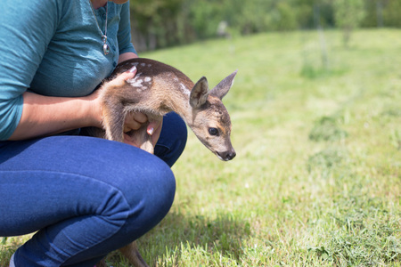 Taking care of a baby deerの写真素材