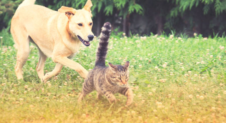 Dog and cat playing