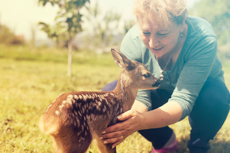 Elderly woman playing with baby fawn in the gardenの写真素材