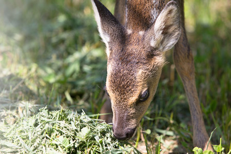 Baby fawn, wildlife backgroundの写真素材