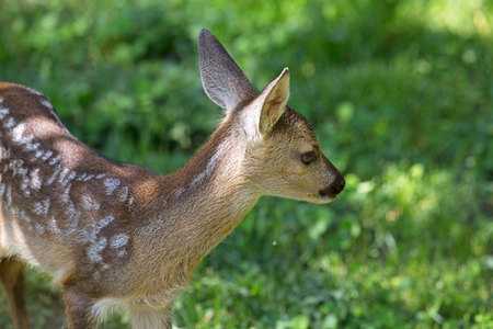 Baby fawn, wildlife backgroundの写真素材