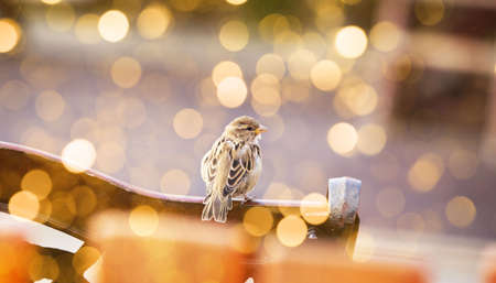 Sparrow in city lights, autumn backgroundの写真素材