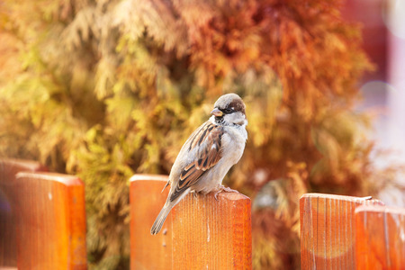 Sparrow in city lights, autumn backgroundの写真素材
