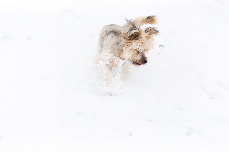 Winter dog in the snowの写真素材