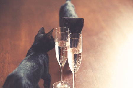 Black cat and champagne. Good luck conceptの写真素材