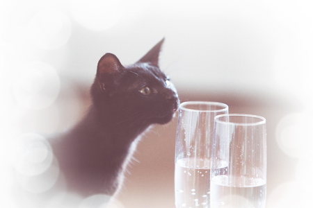 Black cat and champagne. Good luck conceptの写真素材