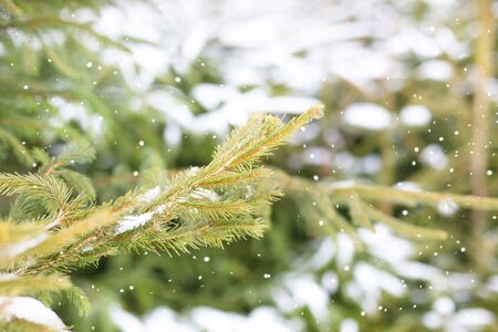 Snowy fir trees. Winter backgroundの写真素材