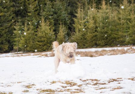 Dog destroying  a snowman.  Winter holiday funの写真素材