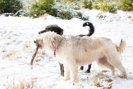 Winter dog playing in the snowの写真素材
