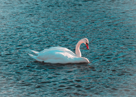 Swan couple on a riverの写真素材