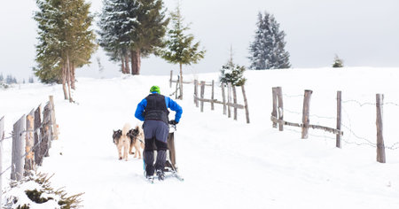 Husky sledge competition