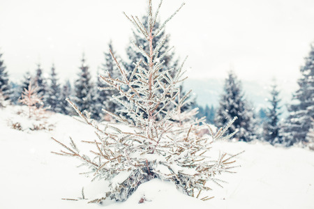 Snowy fir trees winter backgroundの写真素材