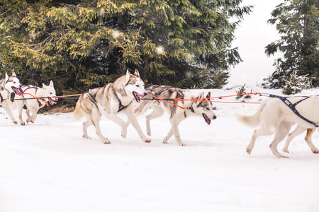 Husky dogs sledge competitionの写真素材