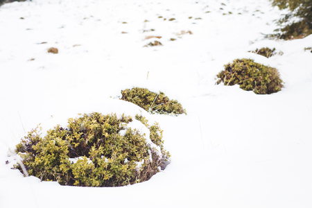 Wild cranberries lowbush in the snowの写真素材