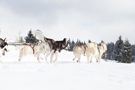 Husky sled competitionの写真素材