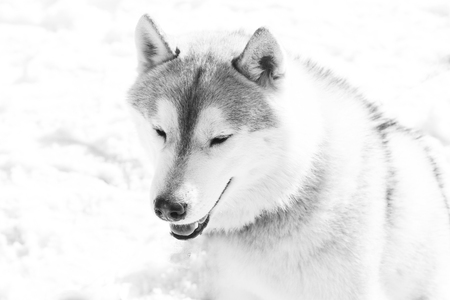 Husky in winter landscapeの写真素材