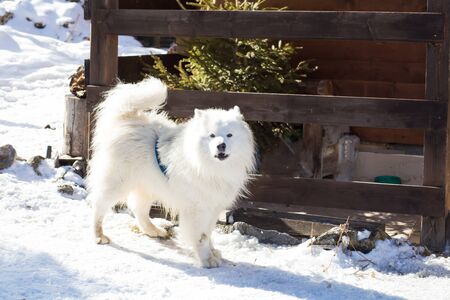 White samoyed dog in winter landscapeの写真素材
