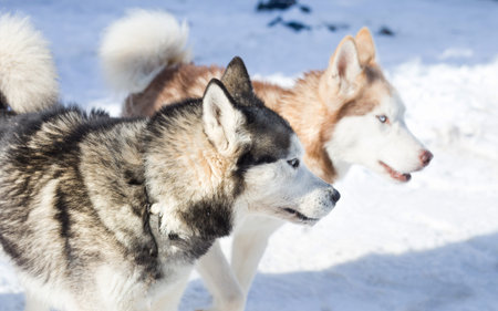 Husky pack outside in the snow
