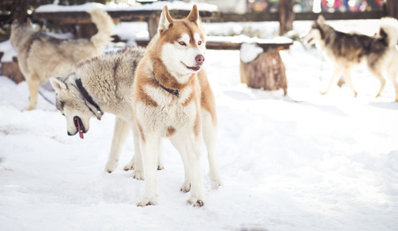 Husky pack playing in the snowの写真素材
