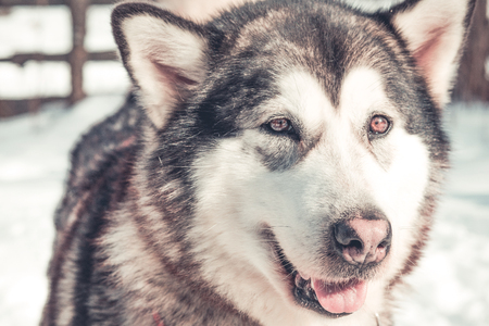 Cute Alaskan Malamute dog portraitの写真素材
