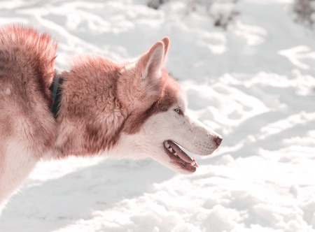 Red haired blue eyed huskyの写真素材