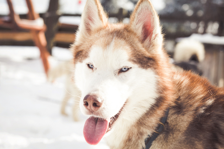 Cooper haired blue eyed huskyの写真素材