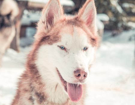 Red haired husky portraitの写真素材