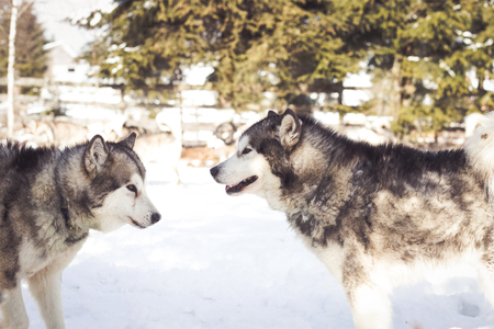 Husky dogs resting  after Iditarodの写真素材