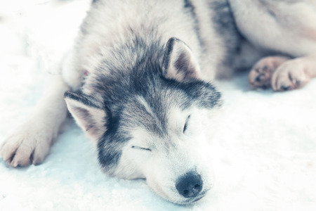 Siberian Husky sleeping on snowの写真素材