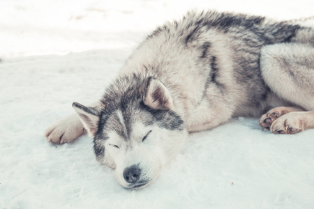 Siberian husky resting on the snowの写真素材